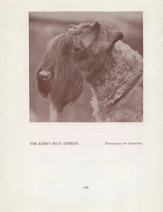 KERRY BLUE TERRIER HEAD STUDY OLD VINTAGE 1934 NAMED DOG PRINT PAGE - Bild 1 von 1
