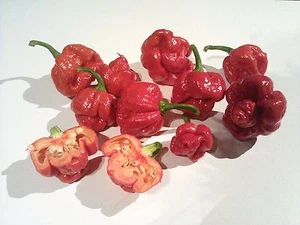 25 SAMEN CHILI TRINIDAD SCORPION MORUGA  - Bild 1 von 1