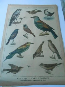 1897 Les Oiseaux Utiles Fauvette Gobe Mouche Qupier etc Illustration Gravure - Picture 1 of 1