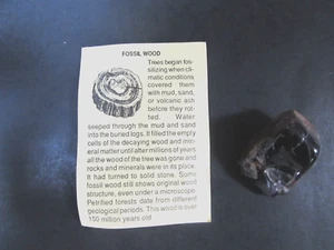 FOSSIL -  WOOD - Picture 1 of 2
