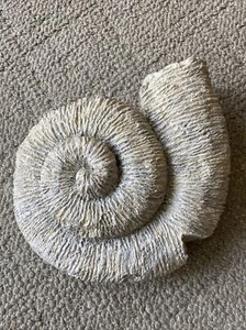 large Ammonite fossil Shell Sea Life Wall Decor Fireplace Garden Wall Path Resin - Picture 1 of 5