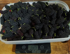 Dwarf Black Mulberry - Morus nigra 'dwarf' Bare root Edible - Picture 1 of 5