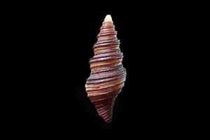 Sheashells- lophiotoma polytropa - 33mm - NICE COLOR! - Picture 1 of 2