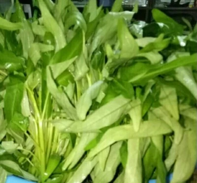  water spincach true breed farm vegetable seeds - Image 1 of 4