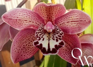 Cymbidium Orchid Flask - Cym. Spotted Rose - Picture 1 of 3