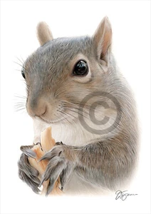 SQUIRREL colour pencil drawing print A4 / A3 signed by UK artist artwork - Picture 1 of 1