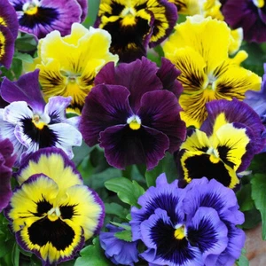 50 Frilly Giant Winter Pansy Seed Mix Viola Flowering Patio Container Plant UK - Picture 1 of 4