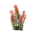 NATURAL ELEMENTS RED ROTALA MEDIUM 5-6 in