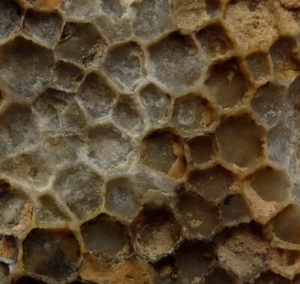 FOSSIL TABULATE CORAL Favosites - MOROCCO Hamar Laghdad - DEVONIAN Emsian /pg544 - Picture 1 of 14