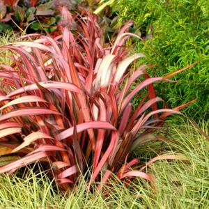 1 X PHORMIUM 'MAORI MAIDEN' NEW ZEALAND FLAX EVERGREEN SHRUB HARDY PLANT IN POT - Picture 1 of 6
