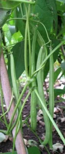 french beans : true breed tropical vegetable seeds - Picture 1 of 3