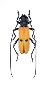 Cerambycidae, Afghanicenus nuristanicus SEHR SELTEN!!!! AFGHANISTAN, 12,7 mm, Stecker - Bild 1 von 1
