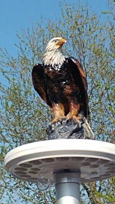 POLEPALUSA Flagpole Eagle on Display Topper Finial Ball Hand Painted USA Realistic Lifelike