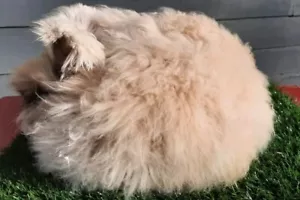 English Angora Rabbit Wool, Tans&Whites, 1 oz Washed - Picture 1 of 2