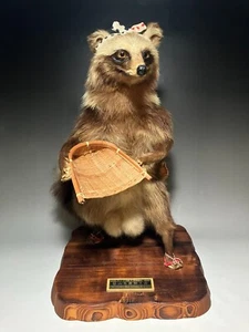 stuffed animal Japanese,Japan Raccoon dog (Nyctereutes procyonoides) taxidermy 羽 - Picture 1 of 14