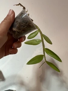 Dendrobium Bohemian rapsody Keiki In Vaso - Foto 1 di 1