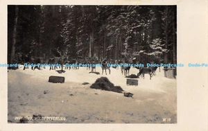 R177939 Ingering. Wildfotterung. W 10. Franz Auleithner - Picture 1 of 2