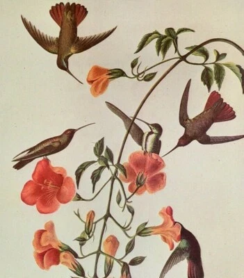 John James Audubon Birds BLACK-THROATED BEIJA-FLORD placa de livro de arte vintage 193 - Imagem 1 de 3