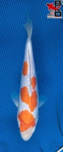 8" DOITSU KOHAKU Live Koi Fish Garden Pond 4/22 - Picture 1 of 4