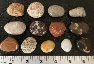 13 pezzi Michigan Rock Fossil - Unakite Puddingstone Petoskey Rugosa Favosites Rugosa - Foto 1 di 7