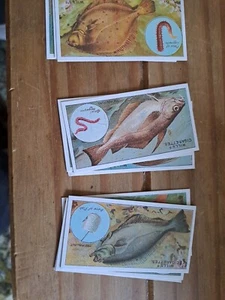 19 cigarette cards reproductions fish and bait 1910 - Picture 1 of 5