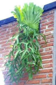 Staghorn Fern Platycerium colonarium / madagascariense / Ridleyi / wallichii - Picture 1 of 4