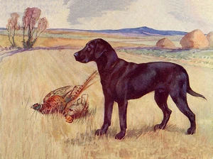 TARJETA DE NOTA DE SALUDO DE PERRO ENCANTADOR LABRADOR RETRIEVER HERMOSO PERRO Y FAISANÁN - Imagen 1 de 1