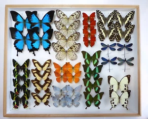 ENTOMOLOGIE, SCHMETTERLING: 38 DIV. SCHMETTERLINGE + 4 LIBELLEN + KASTEN - Bild 1 von 13