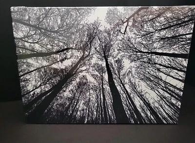 Rompecabezas Bgraamiens BOSQUE EN BLANCO Y NEGRO 1000 piezas ¡Nuevo en embalaje sellado! Foto 1 de 4