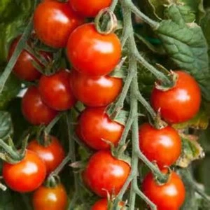 Organic Grown x50 Tommy Toe Tommato (Heirloom Tomato) Vegetable seeds - Picture 1 of 3