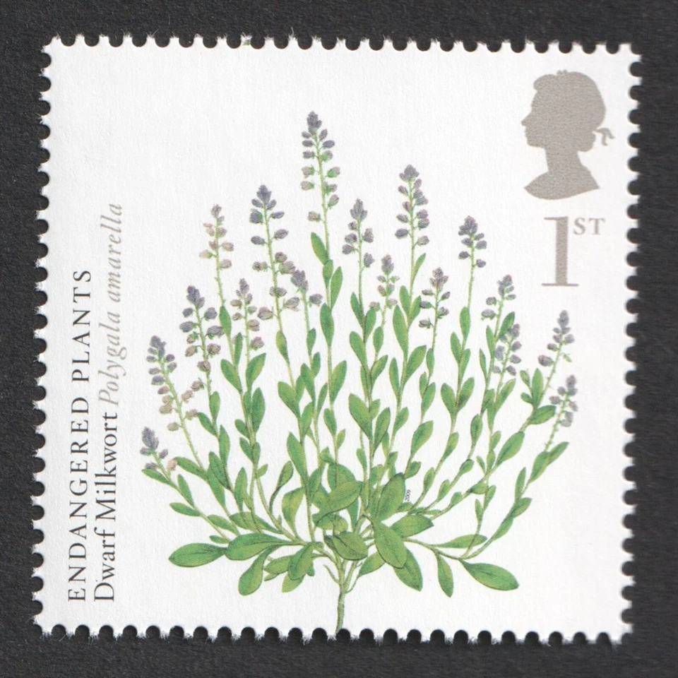 2009 1st Dwarf Milkwort. Endangered Plants. Action For Species. SG 2934 - Image 1 of 1