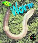 Worm (Bug Books), Jill Bailey