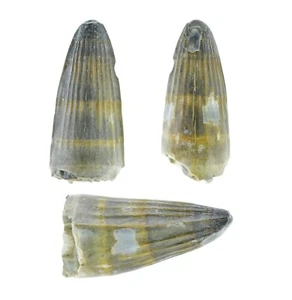 Machimosaurus indet. (tooth) - dragoshells-jp - Fossils of Portugal - Picture 1 of 3