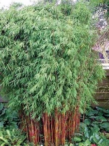 50 Red Dragon Bamboo Seeds Privacy Plant Garden Clumping Shade Screen US SELLER - Picture 1 of 24