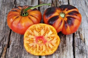 Tomate Afternoong Delight Semillas Naranja Amarillo Azul Tomates Ucrania 20 semillas D - Imagen 1 de 3