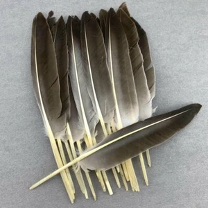 Plumas de faisán naturales pluma de ala de pato 30-35 cm/12-14 pulgadas para joyería hágalo usted mismo - Imagen 1 de 12