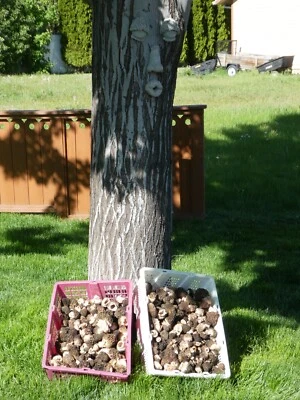 2025-Morel- Dried NATURAL  BABYS  Mushrooms--8 oz.  From  Mountains Eastern Ore. - Image 1 of 4