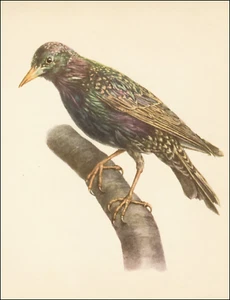 1964 Vintage Print Starling Bird Wood Branch British Birds UK Eduard Demartini - Picture 1 of 3