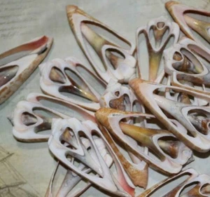 25- LUHUANUS CENTER CUT,seashells,beach decor,jewelry supply   CS-14 - Picture 1 of 11