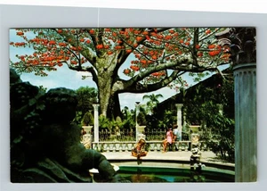 Clearwater FL, Kapok Tree In Bloom, Reflection Pool Vintage Florida PostcardÂ Â  - Picture 1 of 2