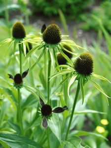 Rudbeckia 'Green Wizard' 1 X 9cm pot plant UNUSUAL FULLY HARDY PERENNIAL - Picture 1 of 3
