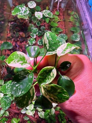 Anubias Var King Rare Live Aquarium Plant - Image 1 of 4