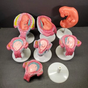 Modelo anatómico fetal humano bebé feto embarazo anatomía embrión médico 7 piezas - Imagen 1 de 18