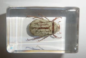 White Scarab Beetle Specimen in Clear Acrylic Block Teaching Aid TE1 - Picture 1 of 9
