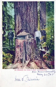 OREGON OR - An Oregon Fir Tree 9 Feet In Diameter Postcard - udb (pre 1908) - Picture 1 of 2