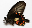 PAPILIO ALPHENOR ALPHENOR - FEMALE -  unmounted butterfly