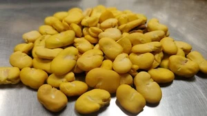 Fava/Habas/fagiolo largo essiccato intero sbucciato - Foto 1 di 2