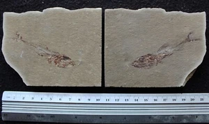 Spaniodon 38 Fish in Stomach Both Sides Excellent Preservation - Fossils Lebanon - Picture 1 of 7