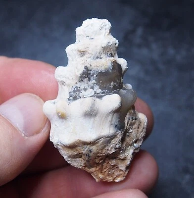 Gastropod Transparent Fossil Chalcedony mineral Agate Jurassic 25 - Image 1 of 4