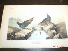 AUDUBON'S BIRDS of AMERICA - Plate 137 - AMERICAN DIPPER